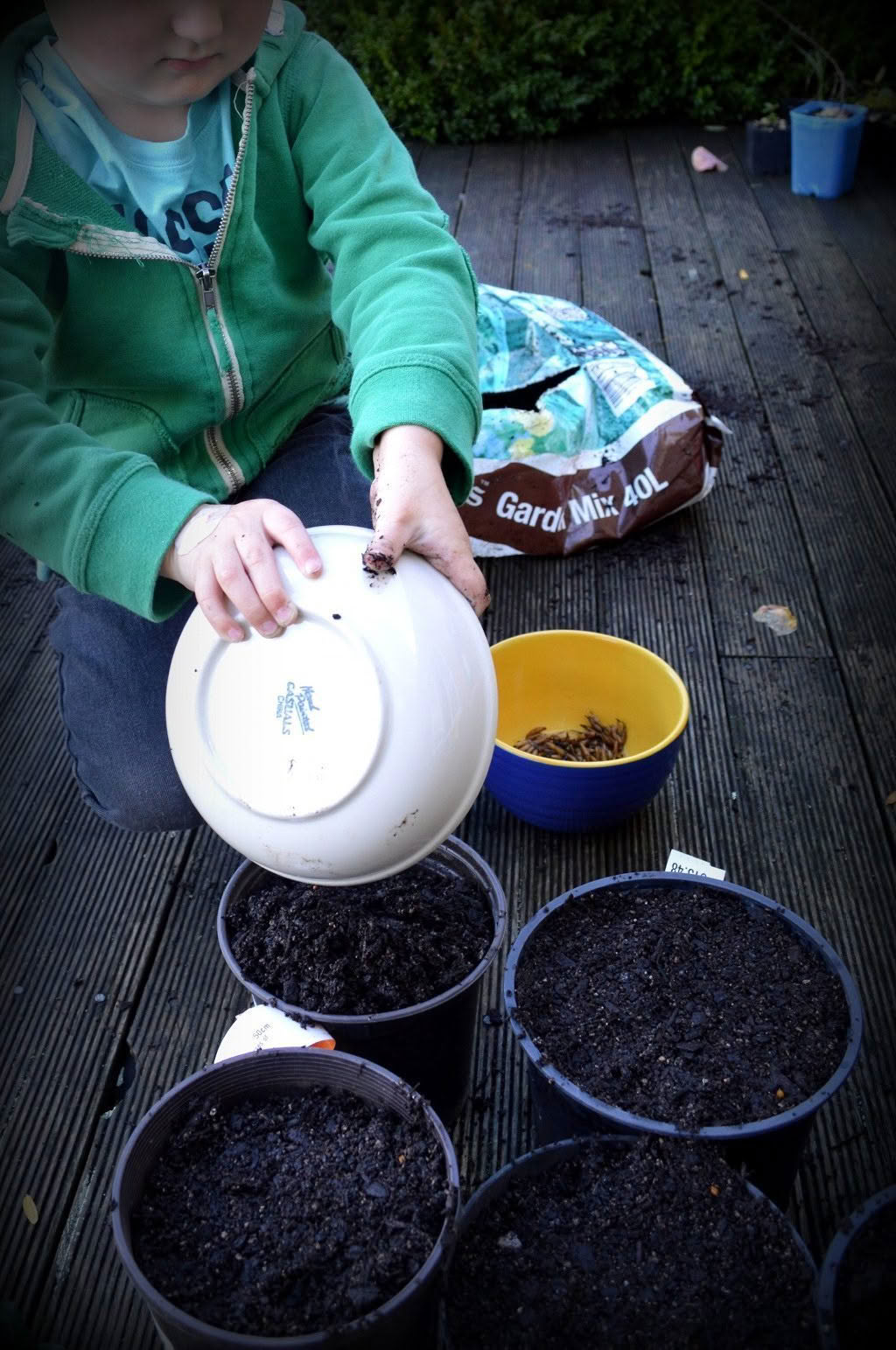 potting up bulbs